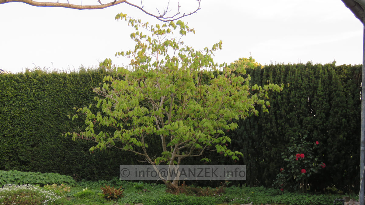 Acer japonicum Aconitifolium im Austrieb.JPG